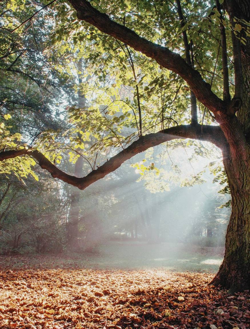 LE BOIS DE CHENE